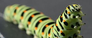 Preview wallpaper caterpillar, black, striped, crawl, paw