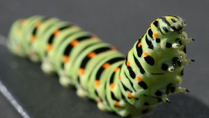 Preview wallpaper caterpillar, black, striped, crawl, paw