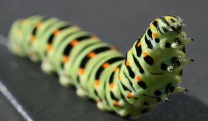 Preview wallpaper caterpillar, black, striped, crawl, paw