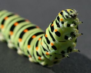 Preview wallpaper caterpillar, black, striped, crawl, paw