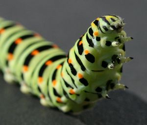 Preview wallpaper caterpillar, black, striped, crawl, paw