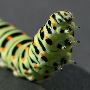 Preview wallpaper caterpillar, black, striped, crawl, paw