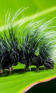 Preview wallpaper caterpillar, close-up, hair, leaf