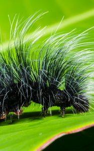 Preview wallpaper caterpillar, close-up, hair, leaf