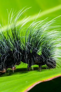 Preview wallpaper caterpillar, close-up, hair, leaf