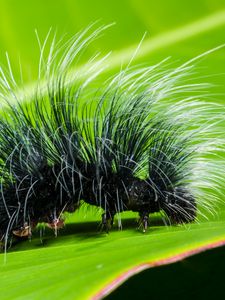 Preview wallpaper caterpillar, close-up, hair, leaf