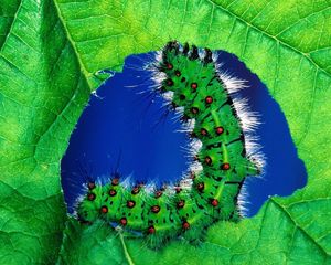 Preview wallpaper caterpillar, color, leaf, grass