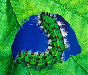 Preview wallpaper caterpillar, color, leaf, grass