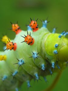 Preview wallpaper caterpillar, crawling, insect