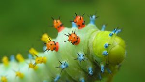 Preview wallpaper caterpillar, crawling, insect