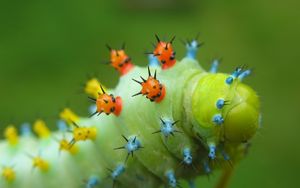 Preview wallpaper caterpillar, crawling, insect