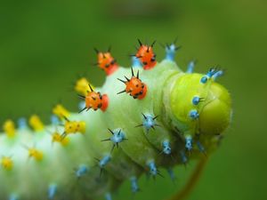 Preview wallpaper caterpillar, crawling, insect