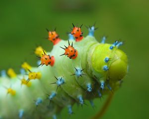 Preview wallpaper caterpillar, crawling, insect