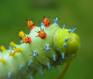 Preview wallpaper caterpillar, crawling, insect