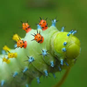 Preview wallpaper caterpillar, crawling, insect