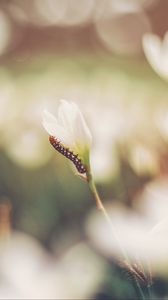 Preview wallpaper caterpillar, grass, flowers, macro, blurring