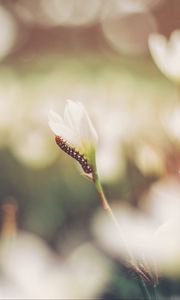 Preview wallpaper caterpillar, grass, flowers, macro, blurring