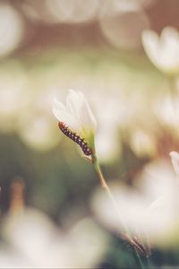 Preview wallpaper caterpillar, grass, flowers, macro, blurring