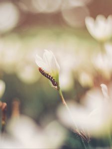 Preview wallpaper caterpillar, grass, flowers, macro, blurring