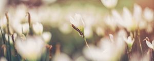 Preview wallpaper caterpillar, grass, flowers, macro, blurring