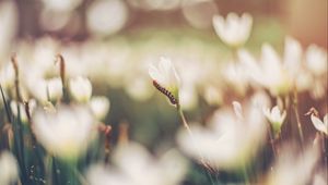 Preview wallpaper caterpillar, grass, flowers, macro, blurring