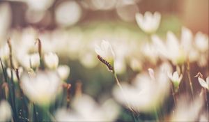 Preview wallpaper caterpillar, grass, flowers, macro, blurring