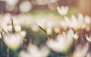 Preview wallpaper caterpillar, grass, flowers, macro, blurring