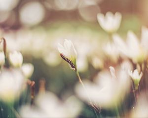 Preview wallpaper caterpillar, grass, flowers, macro, blurring