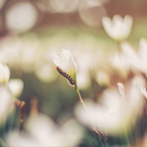 Preview wallpaper caterpillar, grass, flowers, macro, blurring