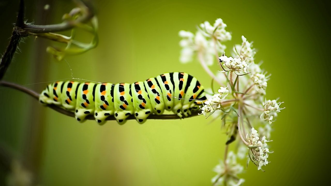 Wallpaper caterpillar, grass, flowers, white, striped