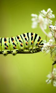 Preview wallpaper caterpillar, grass, flowers, white, striped