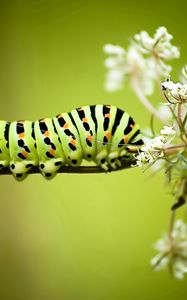 Preview wallpaper caterpillar, grass, flowers, white, striped