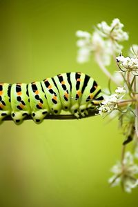 Preview wallpaper caterpillar, grass, flowers, white, striped