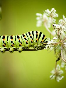 Preview wallpaper caterpillar, grass, flowers, white, striped