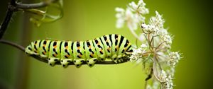 Preview wallpaper caterpillar, grass, flowers, white, striped