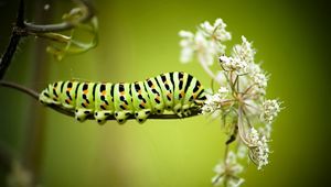 Preview wallpaper caterpillar, grass, flowers, white, striped