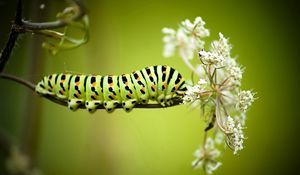 Preview wallpaper caterpillar, grass, flowers, white, striped