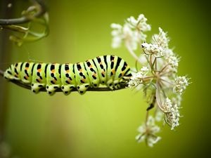Preview wallpaper caterpillar, grass, flowers, white, striped