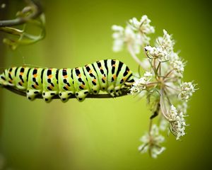 Preview wallpaper caterpillar, grass, flowers, white, striped