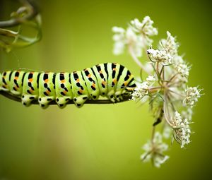 Preview wallpaper caterpillar, grass, flowers, white, striped