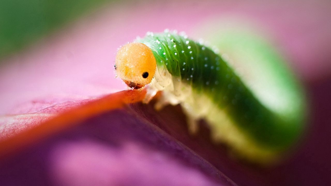 Wallpaper caterpillar, green, purple, insect