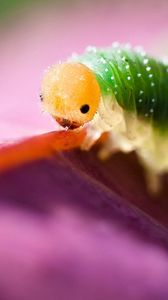 Preview wallpaper caterpillar, green, purple, insect