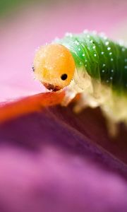 Preview wallpaper caterpillar, green, purple, insect