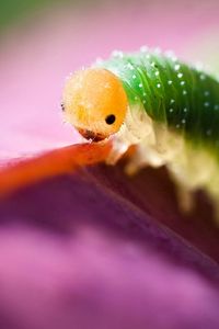 Preview wallpaper caterpillar, green, purple, insect