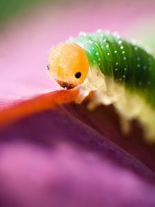 Preview wallpaper caterpillar, green, purple, insect