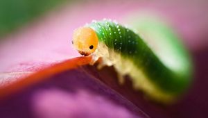 Preview wallpaper caterpillar, green, purple, insect