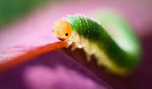 Preview wallpaper caterpillar, green, purple, insect