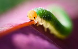 Preview wallpaper caterpillar, green, purple, insect