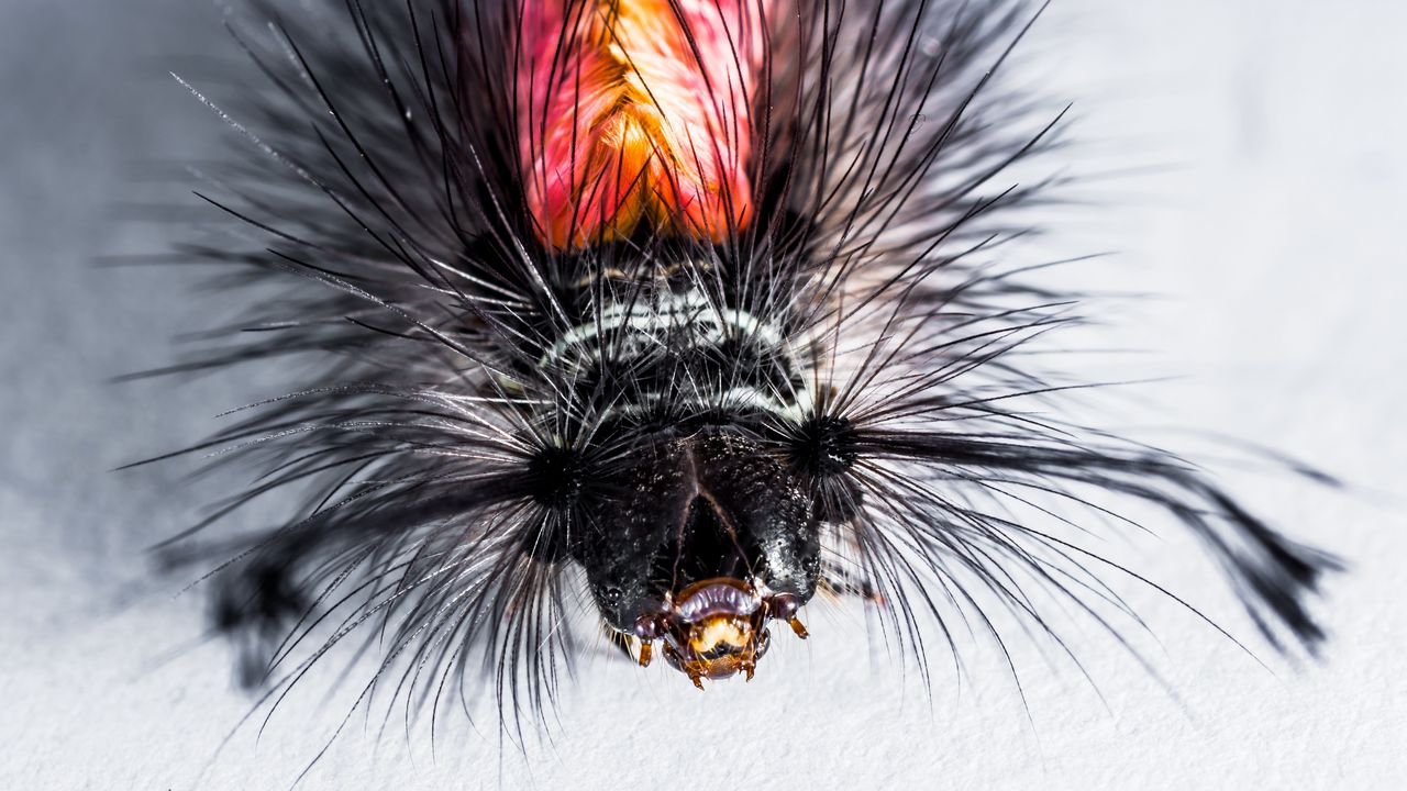 Wallpaper caterpillar, hairs, macro, insect