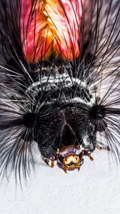 Preview wallpaper caterpillar, hairs, macro, insect